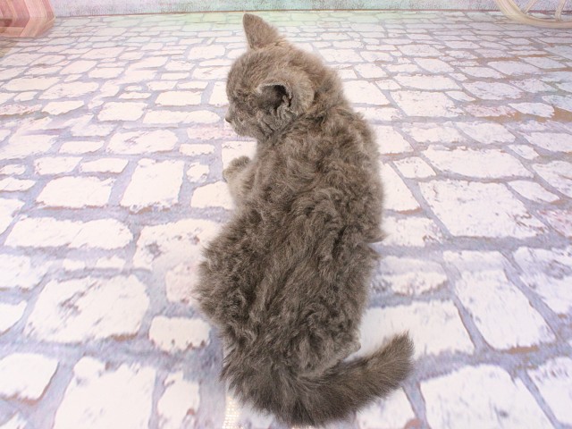 大阪府のセルカークレックス (Coo&RIKU心斎橋店/2026年2月28日生まれ/女の子/ブルー)の子猫の4枚目の画像