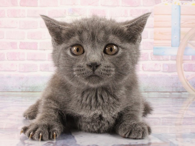 兵庫県のマンチカン (Coo&RIKU神戸東灘店/2026年2月27日生まれ/女の子/ブルー)の子猫