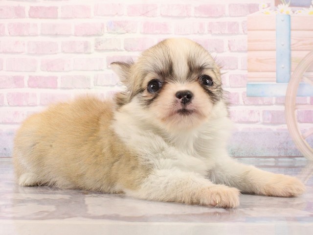 兵庫県のチワワ(ロング) (Coo&RIKU神戸三宮店/2026年2月27日生まれ/女の子/フォーンホワイト)の子犬