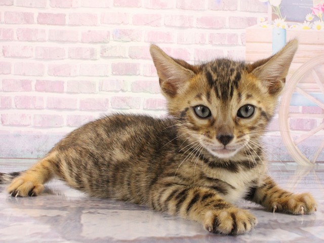 大阪府のベンガル (Coo&RIKU東大阪店/2026年3月1日生まれ/男の子/ブラウンスポットタビー)の子猫の1枚目の画像