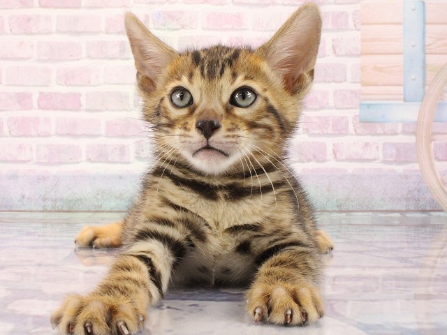大阪府のベンガル (Coo&RIKU東大阪店/2026年3月1日生まれ/男の子/ブラウンスポットタビー)の子猫の2枚目の画像