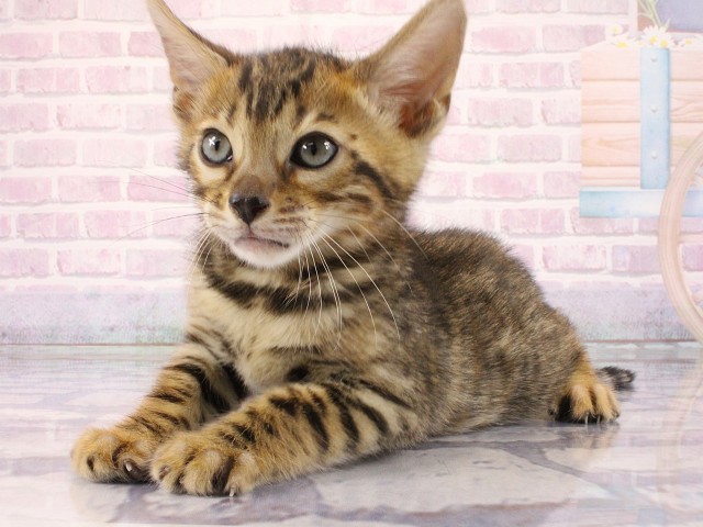 大阪府のベンガル (Coo&RIKU東大阪店/2026年3月1日生まれ/男の子/ブラウンスポットタビー)の子猫の3枚目の画像