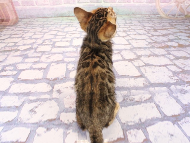 大阪府のベンガル (Coo&RIKU東大阪店/2026年3月1日生まれ/男の子/ブラウンスポットタビー)の子猫の4枚目の画像