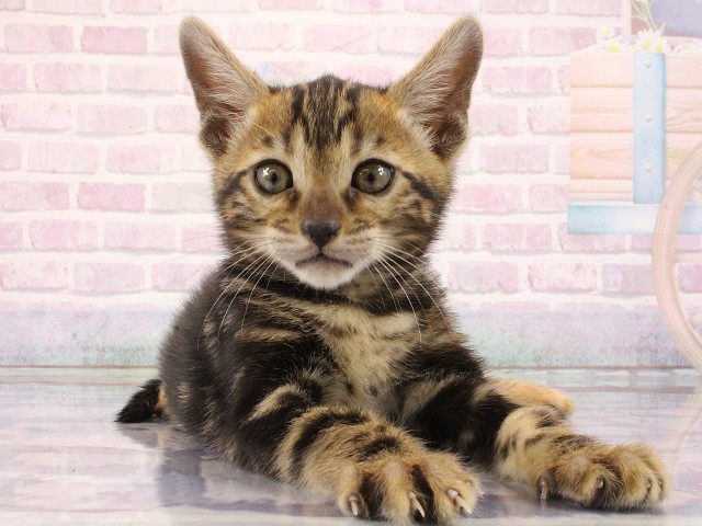 兵庫県のベンガル (Coo&RIKU神戸東灘店/2026年3月1日生まれ/女の子/ブラウンマーブルタビー)の子猫