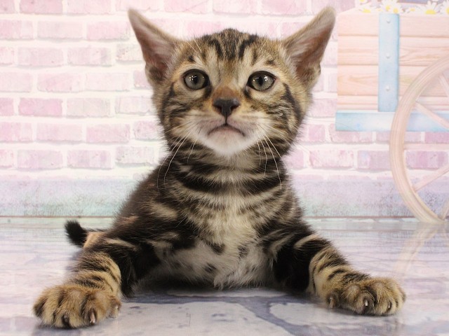 大阪府のベンガル (Coo&RIKU茶屋町店/2026年3月1日生まれ/男の子/ブラウンマーブルタビー)の子猫の1枚目の画像