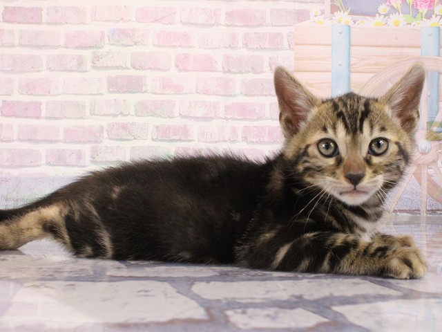 大阪府のベンガル (Coo&RIKU茶屋町店/2026年3月1日生まれ/男の子/ブラウンマーブルタビー)の子猫の2枚目の画像