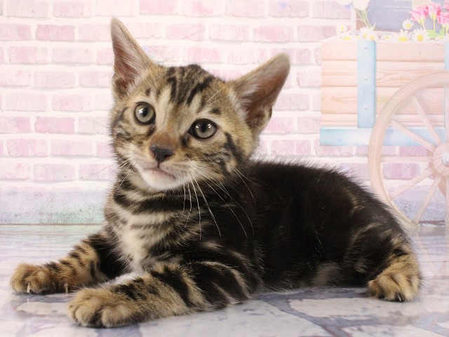 大阪府のベンガル (Coo&RIKU茶屋町店/2026年3月1日生まれ/男の子/ブラウンマーブルタビー)の子猫の3枚目の画像