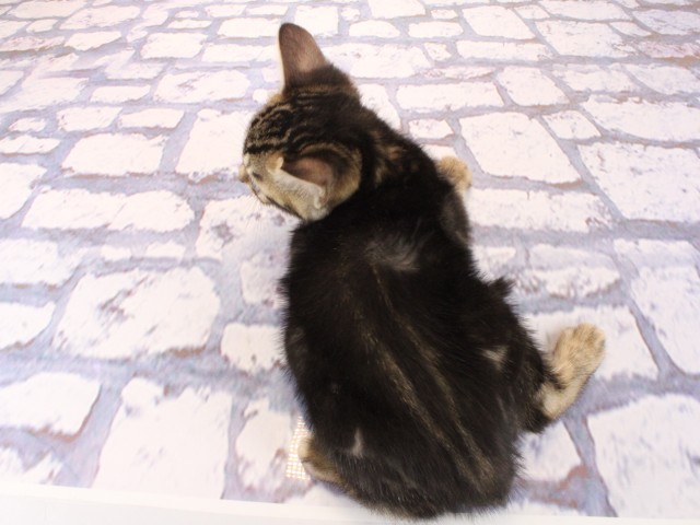 大阪府のベンガル (Coo&RIKU茶屋町店/2026年3月1日生まれ/男の子/ブラウンマーブルタビー)の子猫の4枚目の画像