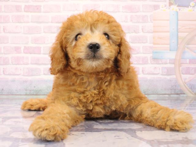 トイ・プードル