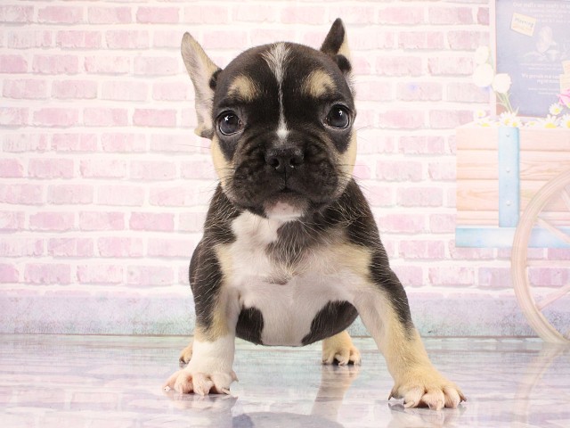 フレンチブルドッグ