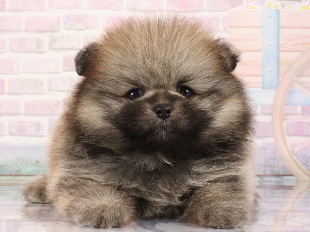 京都府のポメラニアン (Coo&RIKU京都河原町店/2026年3月1日生まれ/男の子/ウルフセーブル)の子犬の1枚目の画像