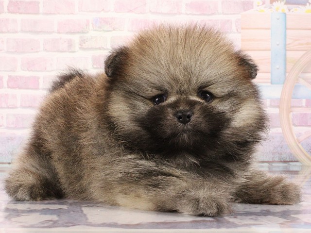 京都府のポメラニアン (Coo&RIKU京都河原町店/2026年3月1日生まれ/男の子/ウルフセーブル)の子犬の2枚目の画像