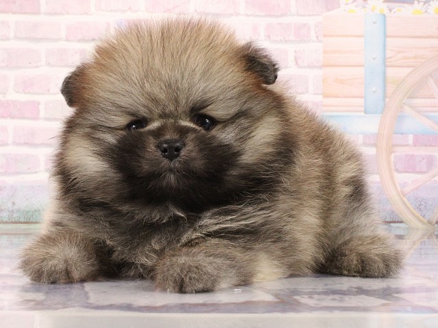 京都府のポメラニアン (Coo&RIKU京都河原町店/2026年3月1日生まれ/男の子/ウルフセーブル)の子犬の3枚目の画像