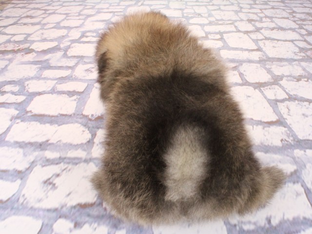 京都府のポメラニアン (Coo&RIKU京都河原町店/2026年3月1日生まれ/男の子/ウルフセーブル)の子犬の4枚目の画像