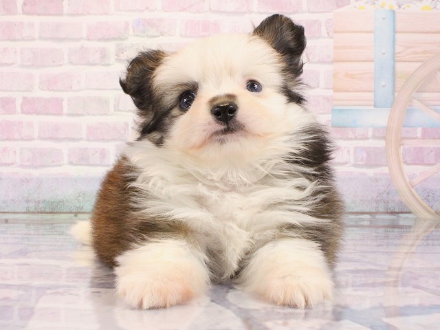 京都府のポメチワ/チワポメ/ポメチー(ポメラニアン×チワワ) (Coo&RIKU京都店/2026年3月1日生まれ/女の子/パーティーカラー)の子犬の1枚目の画像