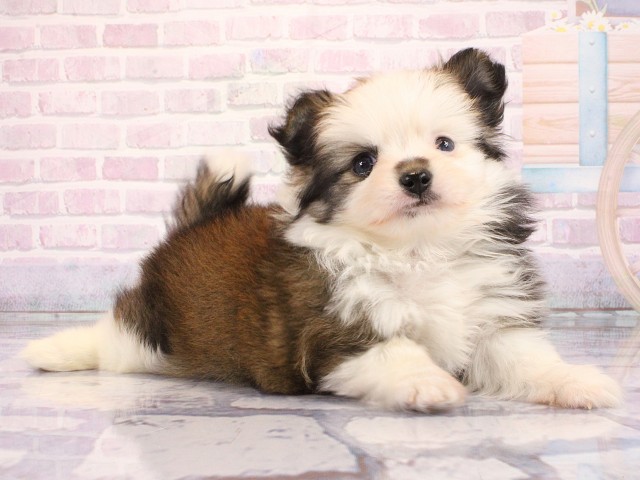 京都府のポメチワ/チワポメ/ポメチー(ポメラニアン×チワワ) (Coo&RIKU京都店/2026年3月1日生まれ/女の子/パーティーカラー)の子犬の2枚目の画像