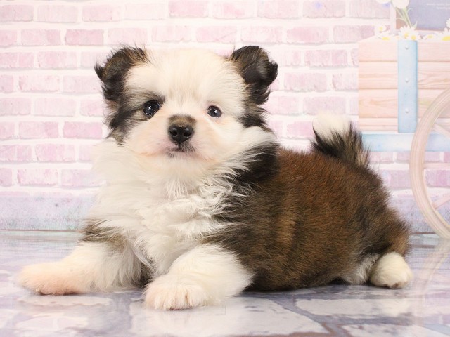 京都府のポメチワ/チワポメ/ポメチー(ポメラニアン×チワワ) (Coo&RIKU京都店/2026年3月1日生まれ/女の子/パーティーカラー)の子犬の3枚目の画像