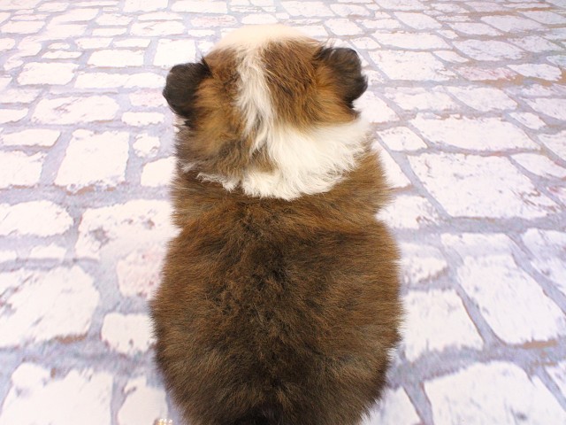 京都府のポメチワ/チワポメ/ポメチー(ポメラニアン×チワワ) (Coo&RIKU京都店/2026年3月1日生まれ/女の子/パーティーカラー)の子犬の4枚目の画像