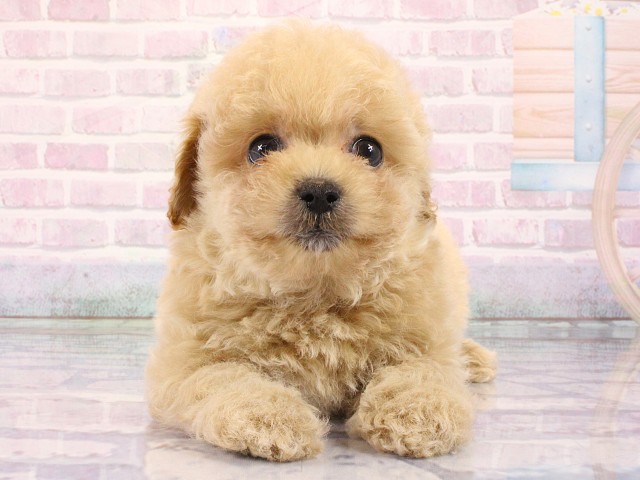 大阪府のマルプー(マルチーズ×プードル) (Coo&RIKU天王寺店/2026年3月1日生まれ/男の子/クリーム)の子犬