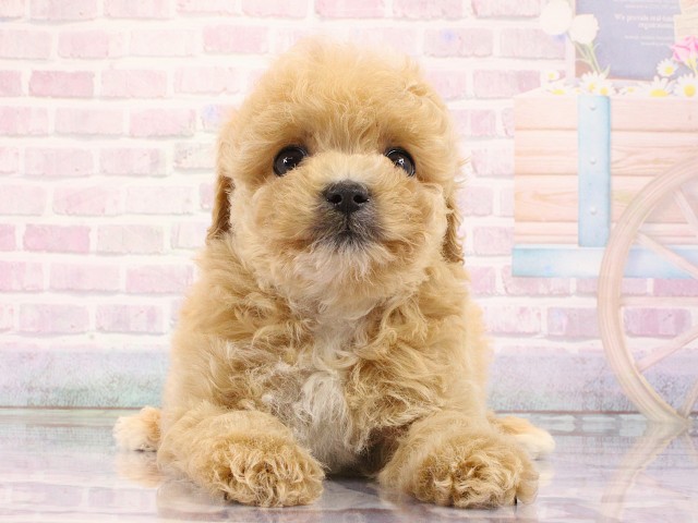 京都府のマルプー(マルチーズ×プードル) (Coo&RIKU京都河原町店/2026年3月1日生まれ/男の子/クリーム)の子犬の1枚目の画像