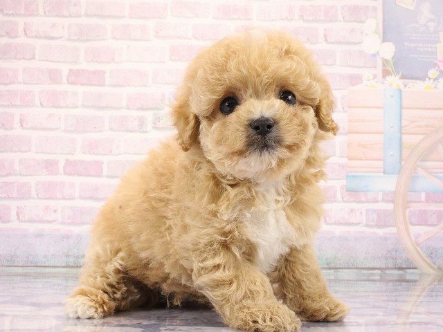 京都府のマルプー(マルチーズ×プードル) (Coo&RIKU京都河原町店/2026年3月1日生まれ/男の子/クリーム)の子犬の2枚目の画像
