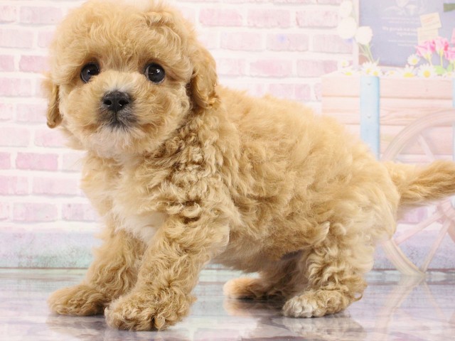 京都府のマルプー(マルチーズ×プードル) (Coo&RIKU京都河原町店/2026年3月1日生まれ/男の子/クリーム)の子犬の3枚目の画像