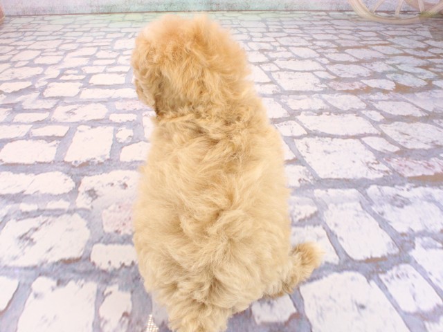 京都府のマルプー(マルチーズ×プードル) (Coo&RIKU京都河原町店/2026年3月1日生まれ/男の子/クリーム)の子犬の4枚目の画像