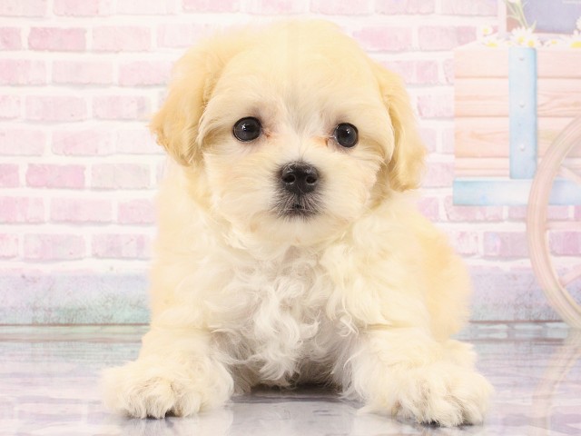 大阪府のマルプー(マルチーズ×プードル) (Coo&RIKU松原店/2026年3月1日生まれ/男の子/クリーム)の子犬の1枚目の画像