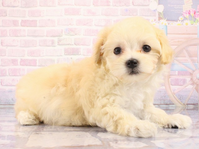 大阪府のマルプー(マルチーズ×プードル) (Coo&RIKU松原店/2026年3月1日生まれ/男の子/クリーム)の子犬の2枚目の画像