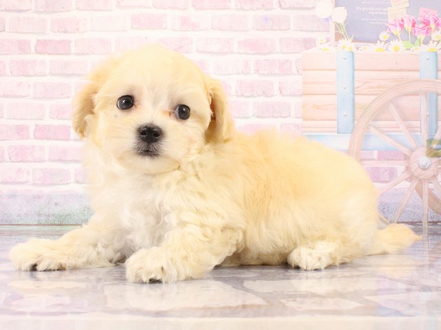大阪府のマルプー(マルチーズ×プードル) (Coo&RIKU松原店/2026年3月1日生まれ/男の子/クリーム)の子犬の3枚目の画像