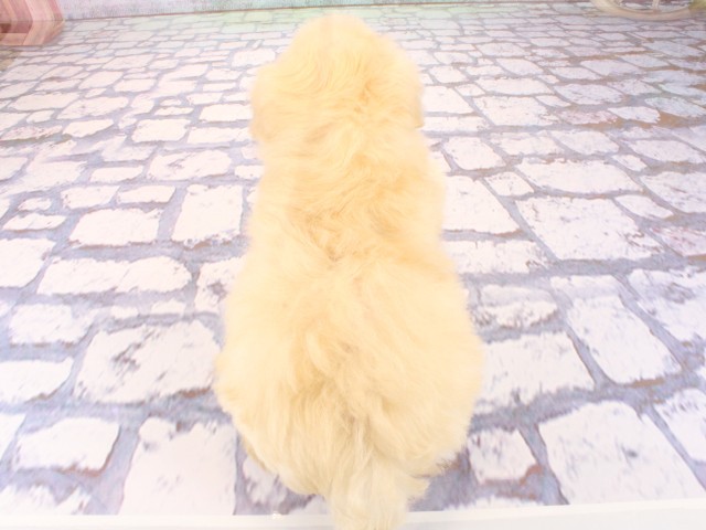 大阪府のマルプー(マルチーズ×プードル) (Coo&RIKU松原店/2026年3月1日生まれ/男の子/クリーム)の子犬の4枚目の画像