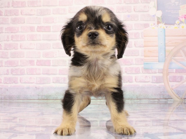 兵庫県のチワックス(チワワ×ダックス) (Coo&RIKU神戸三宮店/2026年2月27日生まれ/女の子/シルバーダップル)の子犬