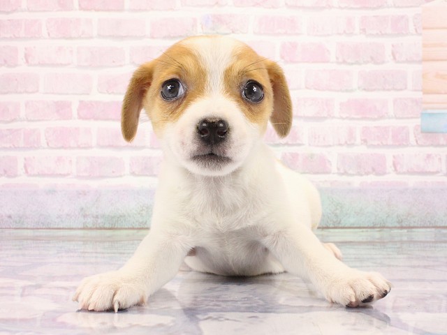 奈良県のジャックラッセルテリア (Coo&RIKU奈良富雄南店/2026年2月17日生まれ/女の子/タンホワイト)の子犬の1枚目の画像