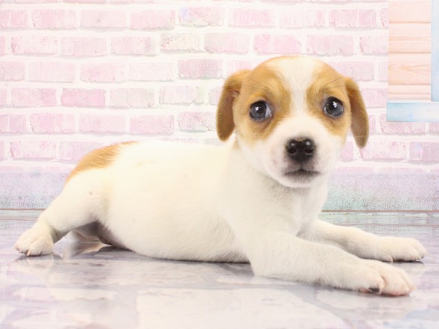 奈良県のジャックラッセルテリア (Coo&RIKU奈良富雄南店/2026年2月17日生まれ/女の子/タンホワイト)の子犬の2枚目の画像