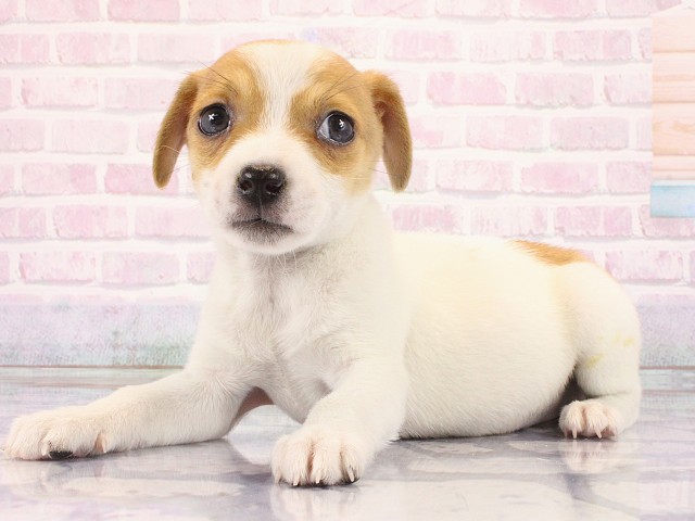 奈良県のジャックラッセルテリア (Coo&RIKU奈良富雄南店/2026年2月17日生まれ/女の子/タンホワイト)の子犬の3枚目の画像