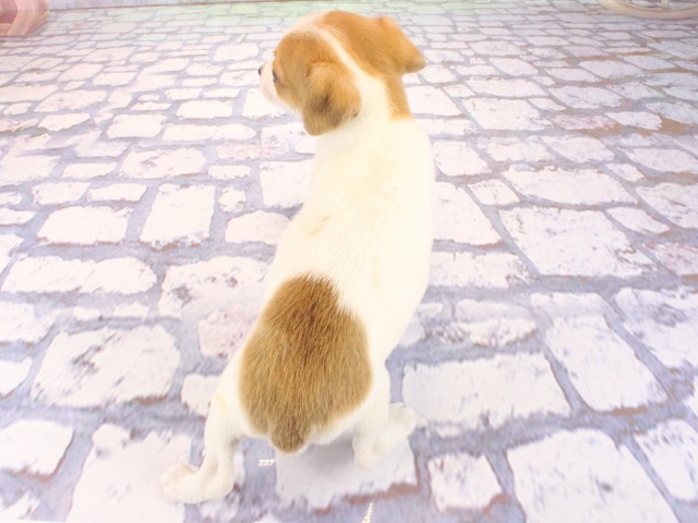 奈良県のジャックラッセルテリア (Coo&RIKU奈良富雄南店/2026年2月17日生まれ/女の子/タンホワイト)の子犬の4枚目の画像