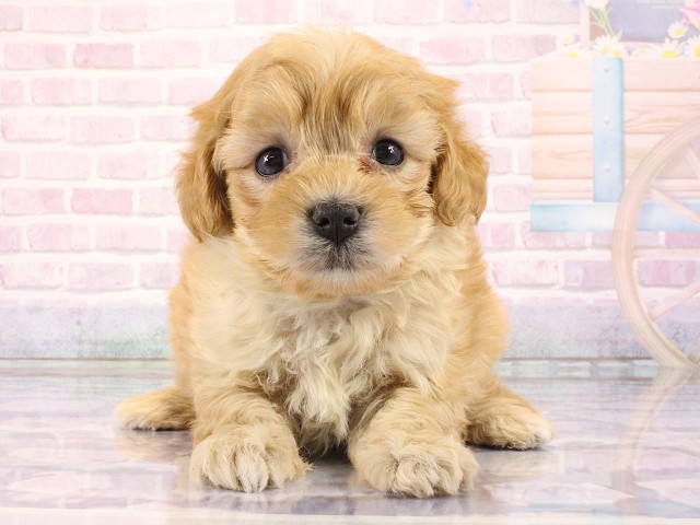 京都府のマルプー(マルチーズ×プードル) (Coo&RIKU京都店/2026年2月27日生まれ/女の子/アプリコット)の子犬の1枚目の画像