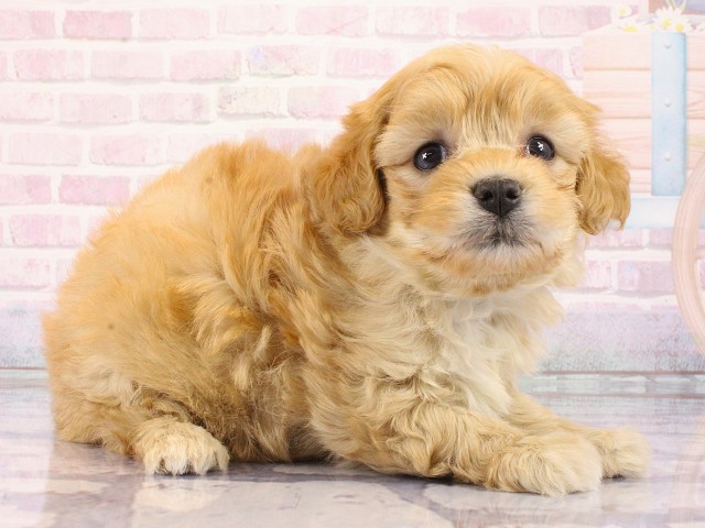 京都府のマルプー(マルチーズ×プードル) (Coo&RIKU京都店/2026年2月27日生まれ/女の子/アプリコット)の子犬の2枚目の画像