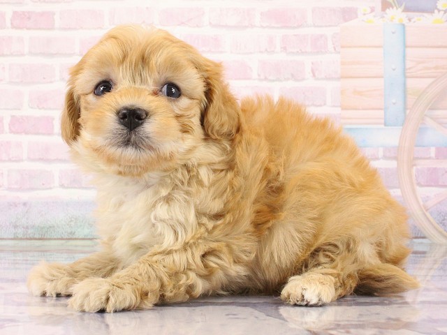 京都府のマルプー(マルチーズ×プードル) (Coo&RIKU京都店/2026年2月27日生まれ/女の子/アプリコット)の子犬の3枚目の画像