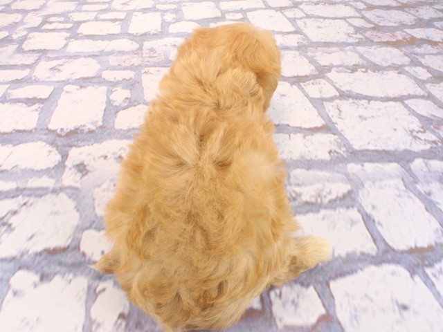 京都府のマルプー(マルチーズ×プードル) (Coo&RIKU京都店/2026年2月27日生まれ/女の子/アプリコット)の子犬の4枚目の画像