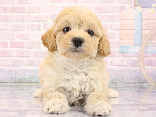 滋賀県のマルプー(マルチーズ×プードル) (Coo&RIKU東近江店/2026年2月27日生まれ/女の子/アプリコット)の子犬の1枚目の画像