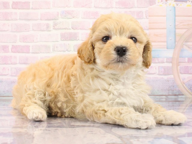 滋賀県のマルプー(マルチーズ×プードル) (Coo&RIKU東近江店/2026年2月27日生まれ/女の子/アプリコット)の子犬の2枚目の画像
