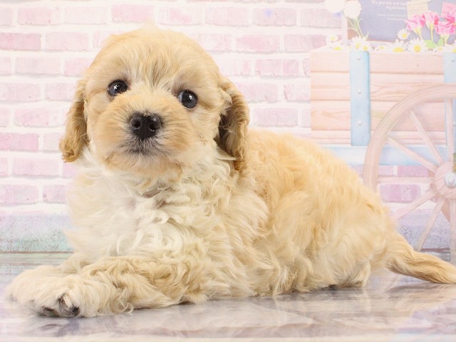 滋賀県のマルプー(マルチーズ×プードル) (Coo&RIKU東近江店/2026年2月27日生まれ/女の子/アプリコット)の子犬の3枚目の画像