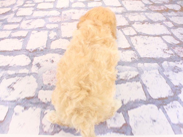 滋賀県のマルプー(マルチーズ×プードル) (Coo&RIKU東近江店/2026年2月27日生まれ/女の子/アプリコット)の子犬の4枚目の画像