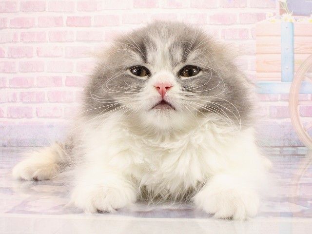 兵庫県のブリティッシュロングヘアー (Coo&RIKU神戸三宮店/2026年2月14日生まれ/女の子/ブルーホワイト)の子猫の1枚目の画像