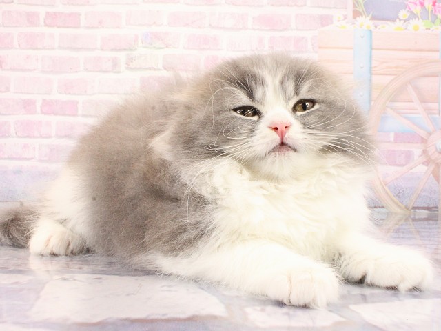 兵庫県のブリティッシュロングヘアー (Coo&RIKU神戸三宮店/2026年2月14日生まれ/女の子/ブルーホワイト)の子猫の2枚目の画像