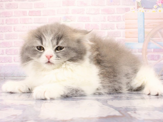 兵庫県のブリティッシュロングヘアー (Coo&RIKU神戸三宮店/2026年2月14日生まれ/女の子/ブルーホワイト)の子猫の3枚目の画像