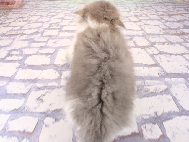 兵庫県のブリティッシュロングヘアー (Coo&RIKU神戸三宮店/2026年2月14日生まれ/女の子/ブルーホワイト)の子猫の4枚目の画像