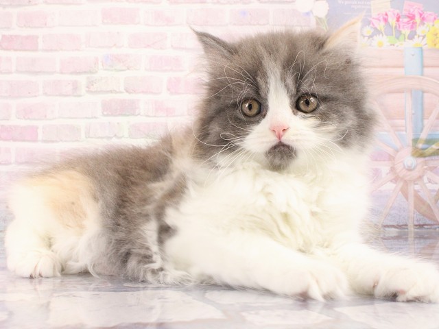 大阪府のブリティッシュロングヘアー (Coo&RIKU梅田店/2026年2月14日生まれ/女の子/ダイリュートキャリコ)の子猫