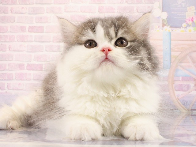 京都府のブリティッシュロングヘアー (Coo&RIKU京都河原町店/2026年2月14日生まれ/男の子/ブルーホワイト)の子猫